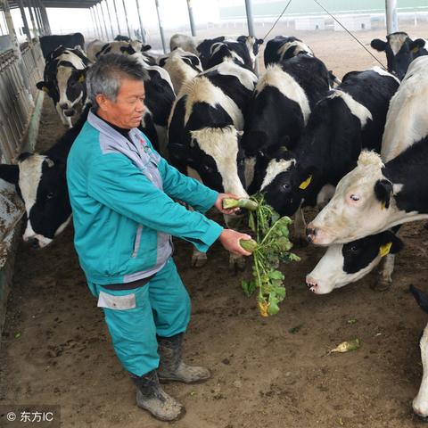 大白鹅模拟器手机版：全新体验！带你感受真实农场生活的乐趣！